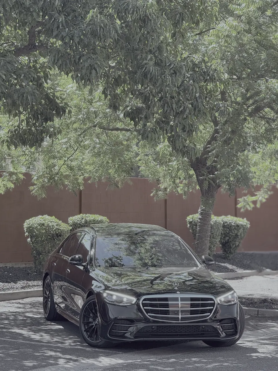 Mercedes S-Class beneath a leafy tree