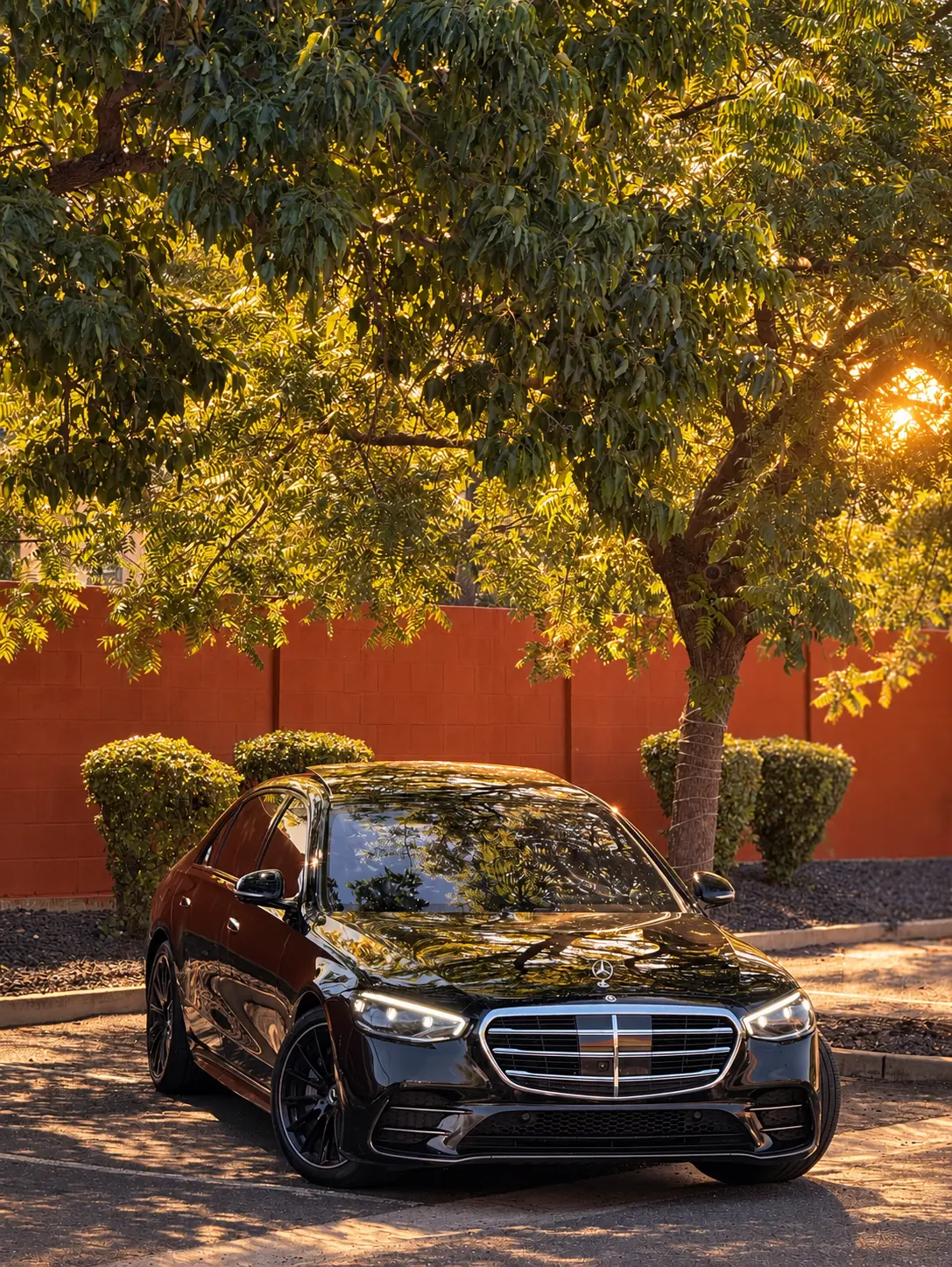 Mercedes S-Class beneath a leafy tree